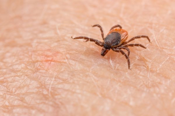 Tick Prevention