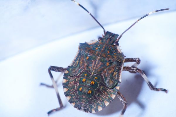 Stinkbug Extermination