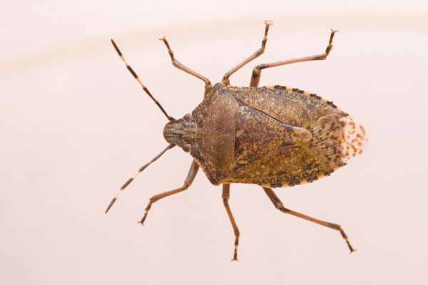Stinkbug Treatment