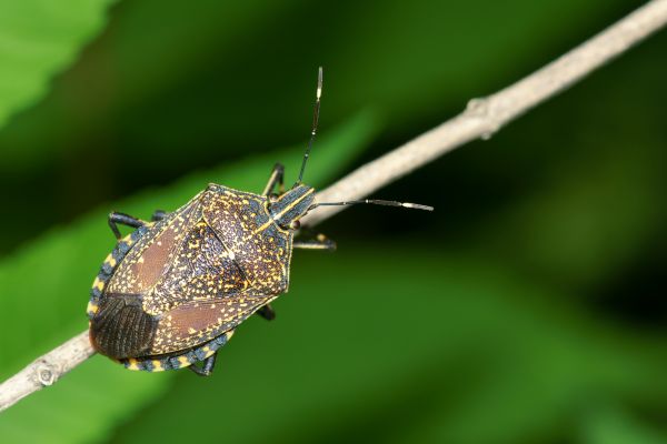 Stinkbug Prevention