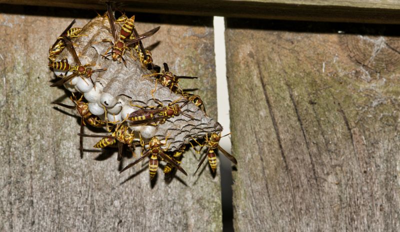 Effective Wasp Control Solutions — Cost of Wasp Control