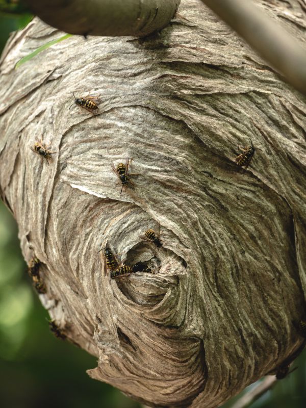 Effective Wasp Control Solutions — Cost of Wasp Control