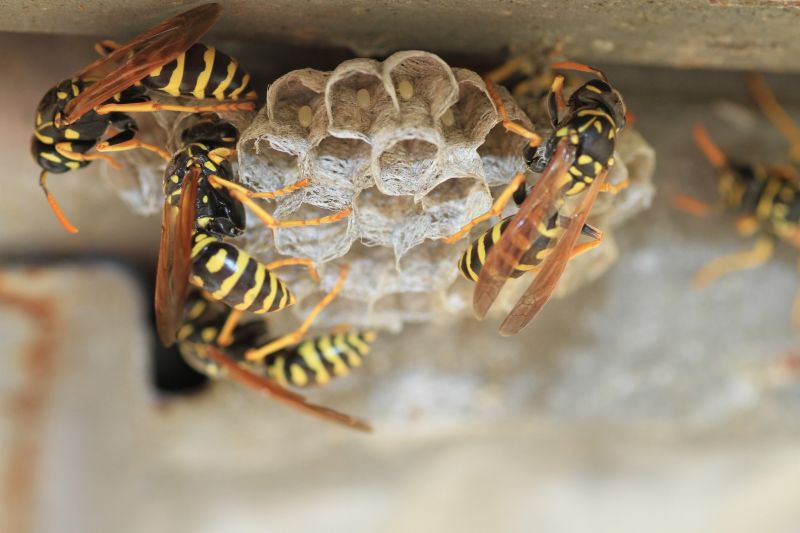 Effective Wasp Control Solutions — Cost of Wasp Control