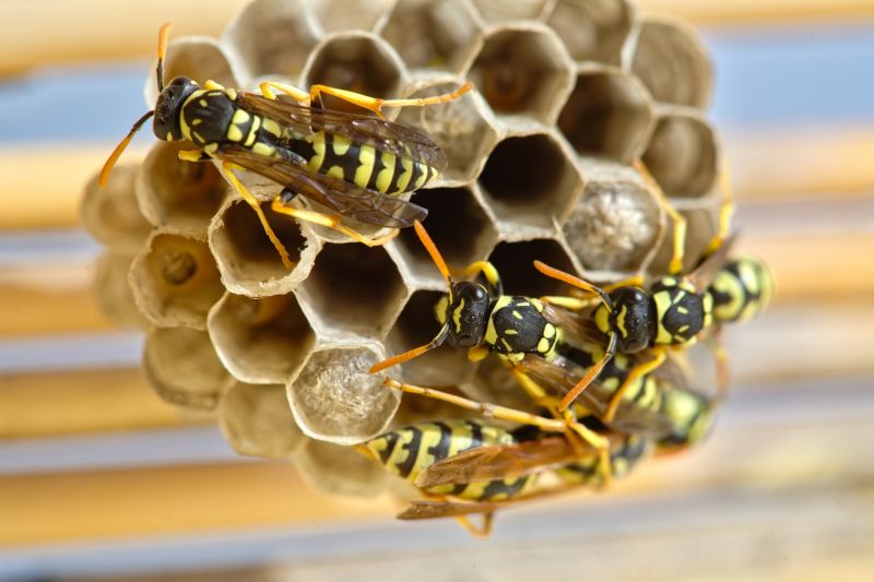 Effective Wasp Control Solutions — Cost of Wasp Control