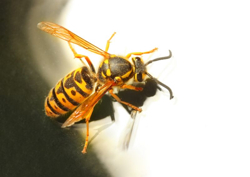 Signs You Have A Wasp, Hornet, Or Yellow Jacket Problem