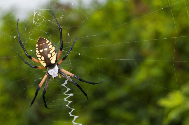 Spider Fumigation Service in Toledo, OH