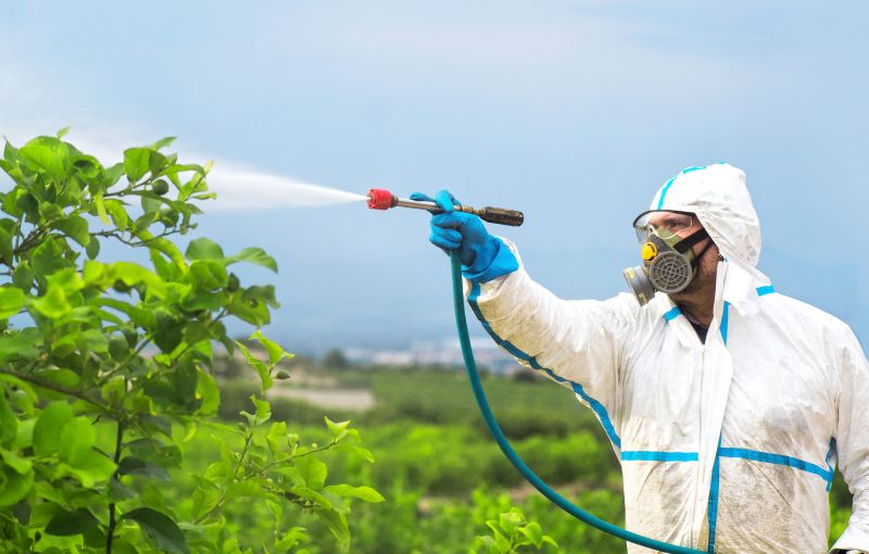 Spider Fumigation Service in Tampa, FL