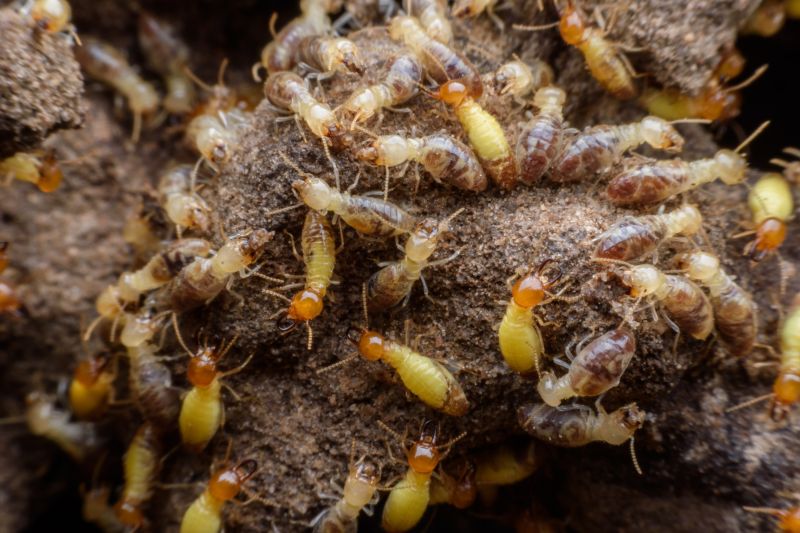 Termite Infestation Service in Katy, TX