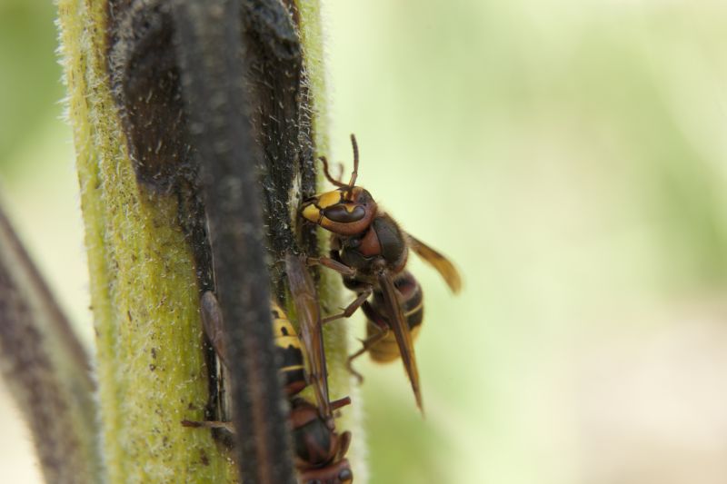 Summer Wasp Activity