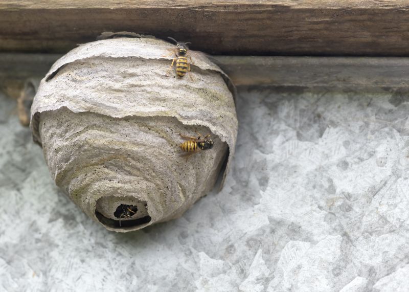 Fall Wasp Management