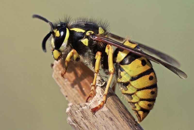 Summer Wasp Foraging