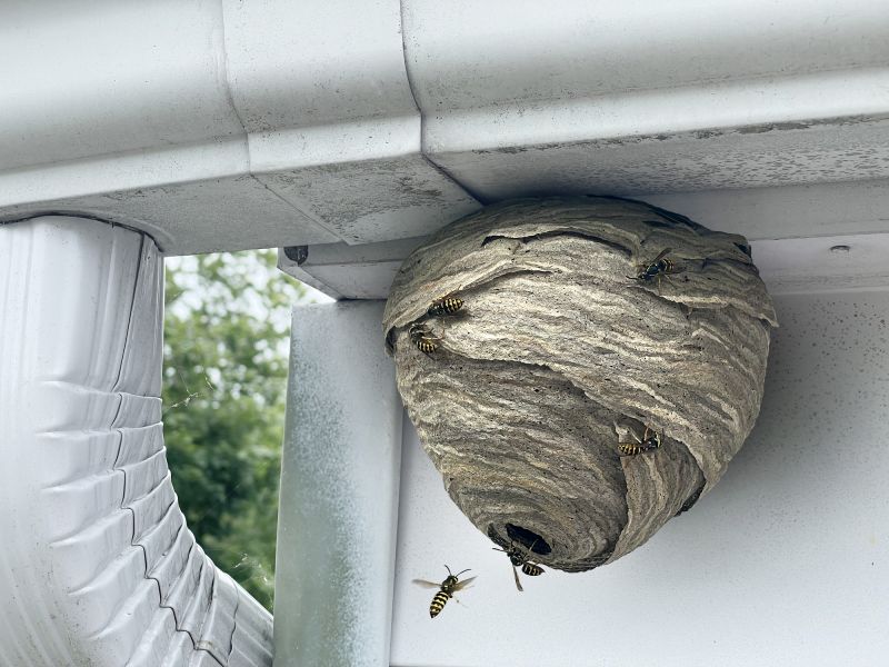 Fall Nest Removal