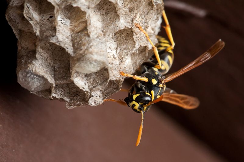 Mid-Season Wasp Management